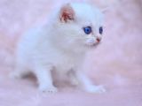 Cam Gözlü Ns1133 British Shorthair