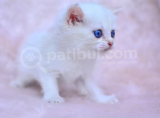Cam Gözlü Ns1133 British Shorthair görsel