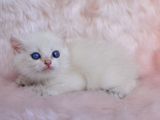 Cam Gözlü Ns1133 British Shorthair
