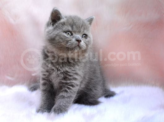 Topaç Kafa Gri British Shorthair görsel