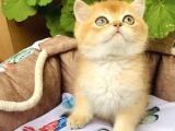 Bu Kalite Yok Golden Ny12 British Shorthair