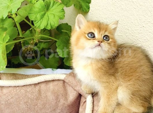 Bu Kalite Yok Golden Ny12 British Shorthair görsel