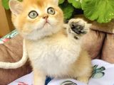 Bu kalite yok golden ny12 british shorthair