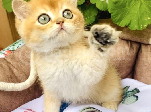 Bu Kalite Yok Golden Ny12 British Shorthair