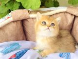 Bu Kalite Yok Golden Ny12 British Shorthair