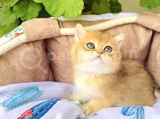 Bu Kalite Yok Golden Ny12 British Shorthair görsel