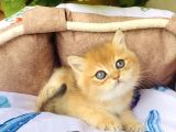 Bu Kalite Yok Golden Ny12 British Shorthair