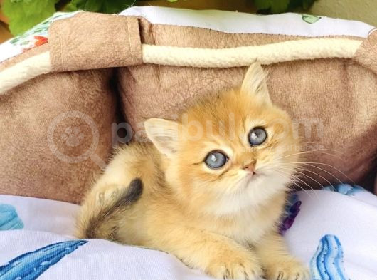 Bu Kalite Yok Golden Ny12 British Shorthair görsel