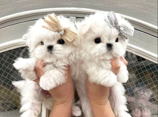 A Kalite Maltese Terrier Yavrularımız görsel