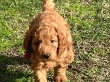 3 AYLIK ERKEK TOY POODLE İSTANBUL