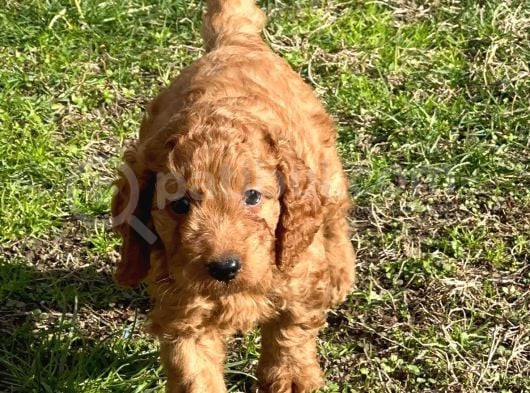 3 Aylik Erkek Toy Poodle İstanbul
