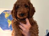 3 Aylik Erkek Toy Poodle İstanbul
