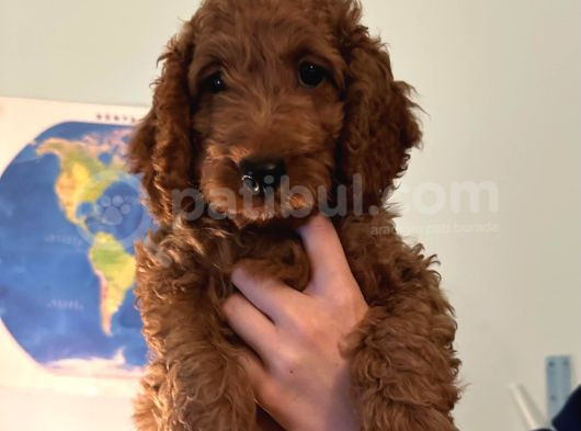 3 Aylik Erkek Toy Poodle İstanbul görsel