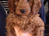 3 Aylik Erkek Toy Poodle İstanbul