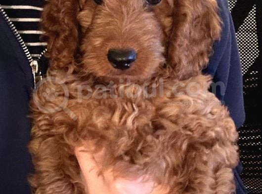 3 Aylik Erkek Toy Poodle İstanbul görsel