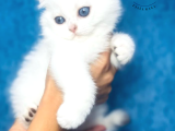 Nazarlık Bebek Silver Scottish Fold Shorthair