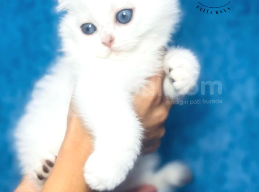 Nazarlık Bebek Silver Scottish Fold Shorthair