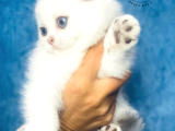 Nazarlık Bebek Silver Scottish Fold Shorthair
