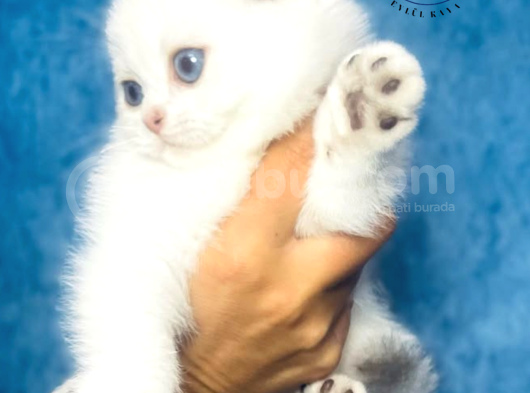 Nazarlık Bebek Silver Scottish Fold Shorthair görsel