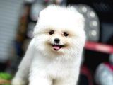 AYI SURAT POMERANİAN BOO