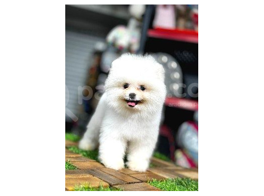 Ayi Surat Pomerani̇an Boo