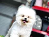 Ayi Surat Pomerani̇an Boo
