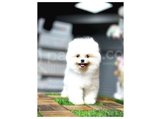 Ayi Surat Pomerani̇an Boo görsel