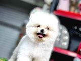 Ayi Surat Pomerani̇an Boo