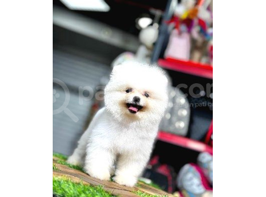 Ayi Surat Pomerani̇an Boo görsel