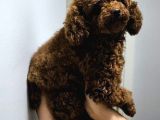 YETİŞKİN DİŞİ KORE POODLE