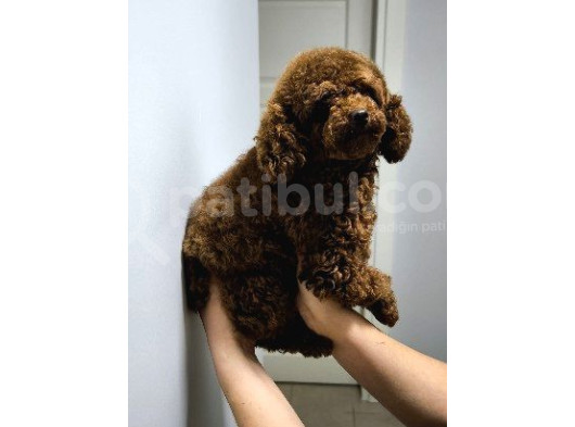 Yeti̇şki̇n Di̇şi̇ Kore Poodle