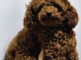 Yeti̇şki̇n Di̇şi̇ Kore Poodle