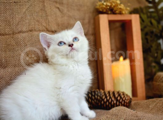 Süt Beyaz Silver Ns1133 British Shorthair