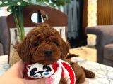 10 Kasim Dogumlu Toy Poodle