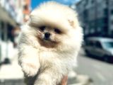 TEDDY BEAR POMERANİAN BOO HERYERE GÖNDERİLİR