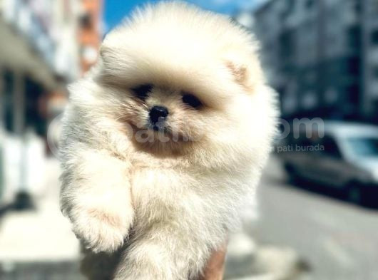 Teddy Bear Pomerani̇an Boo Heryere Gönderi̇li̇r