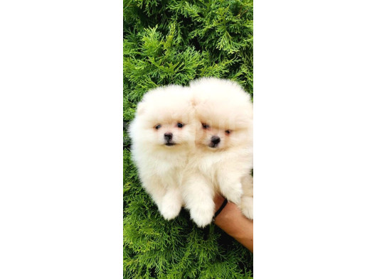Teddy Bear Pomerani̇an Boo Heryere Gönderi̇li̇r görsel