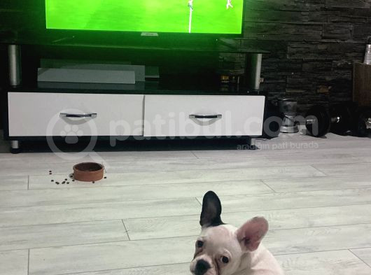 5 Aylık French Bulldog Yavrusu Aşıları Tam Kaka Eğitmi Var görsel