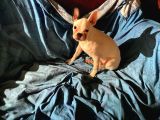 5 aylık french bulldog yavrusu aşıları tam kaka eğitmi var
