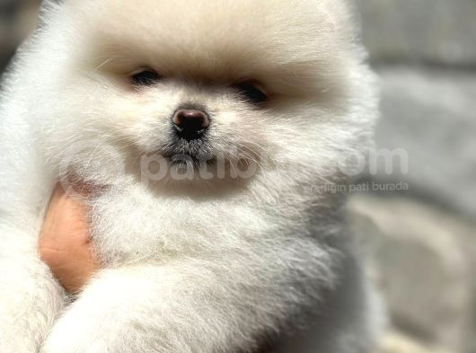 Teddy Bear Pomerani̇an Boo Heryere Gönderi̇li̇r görsel