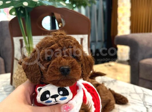 10 Kasim Dogumlu Toy Poodle görsel