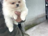 Teddy Bear Pomerani̇an Boo Heryere Gönderi̇li̇r