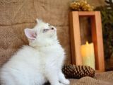 Süt Beyaz Silver Ns1133 British Shorthair