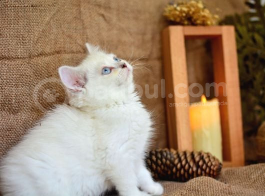 Süt Beyaz Silver Ns1133 British Shorthair görsel
