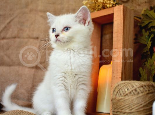 Süt Beyaz Silver Ns1133 British Shorthair görsel