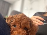10 Kasim Dogumlu Toy Poodle