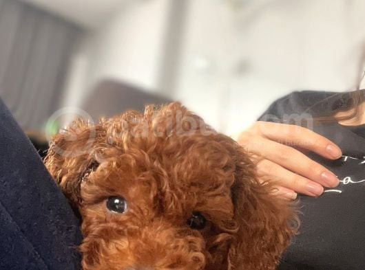 10 Kasim Dogumlu Toy Poodle görsel