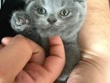 Güzellik teslime hazır