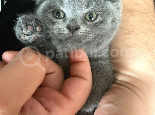 Güzellik Teslime Hazır