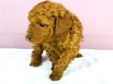 Yakşikli Poodle Oğlum